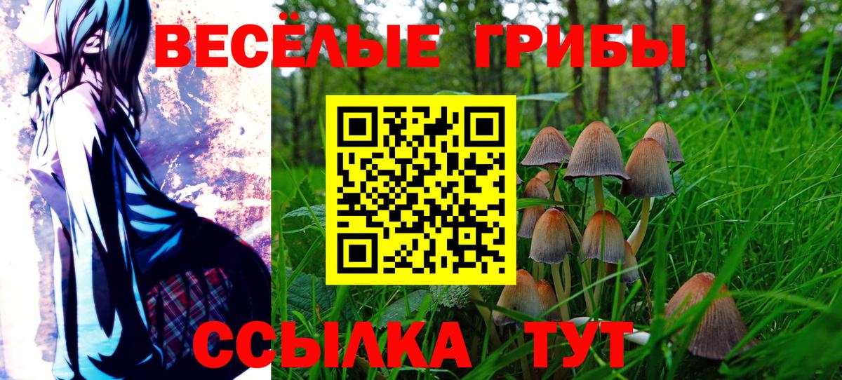 Псилоцибиновые грибы Psilocybine cubensis Славгород