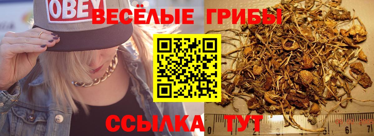 Галлюциногенные грибы GOLDEN TEACHER  Вход с VPN  Псилоцибиновые грибы Cubensis  Славгород 